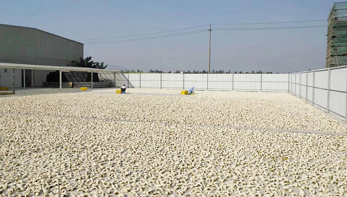 橙子直播下载APP视频污版厂房